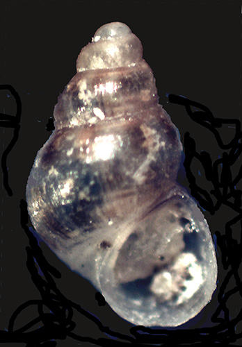 Altra Setia da identificare